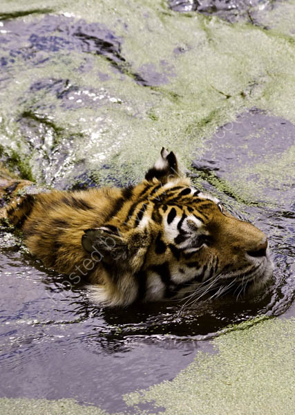 Siberian Tiger